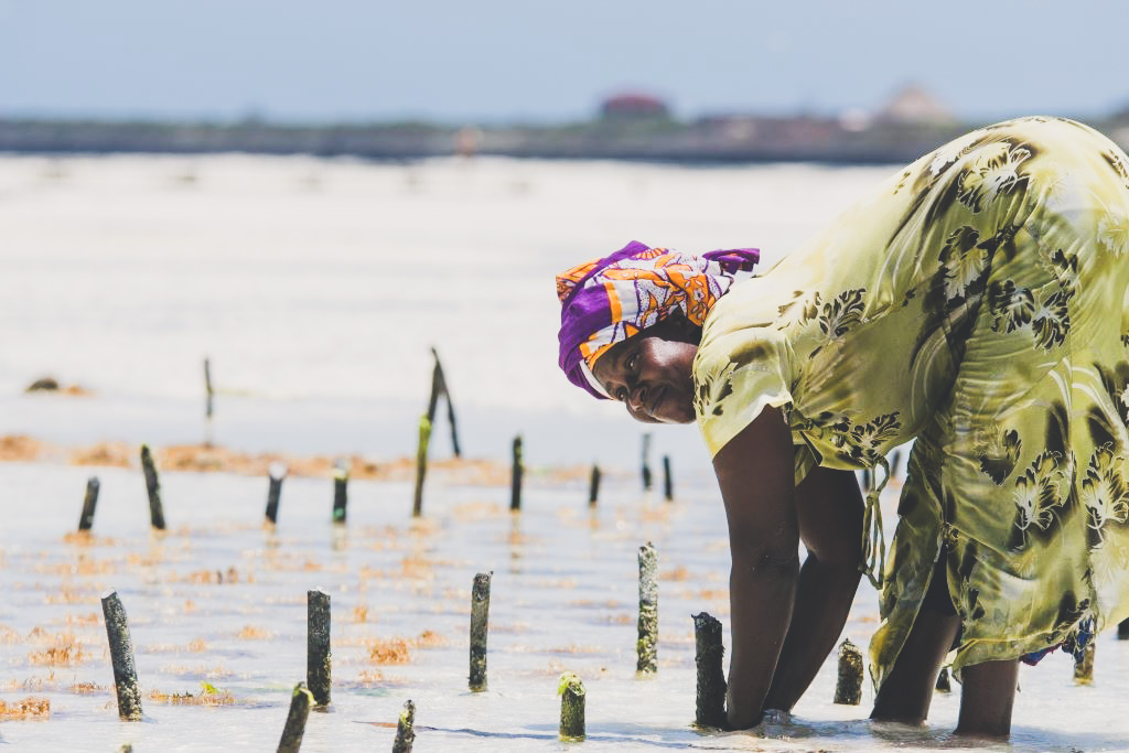 Woman collecting sea weed Zanzibar