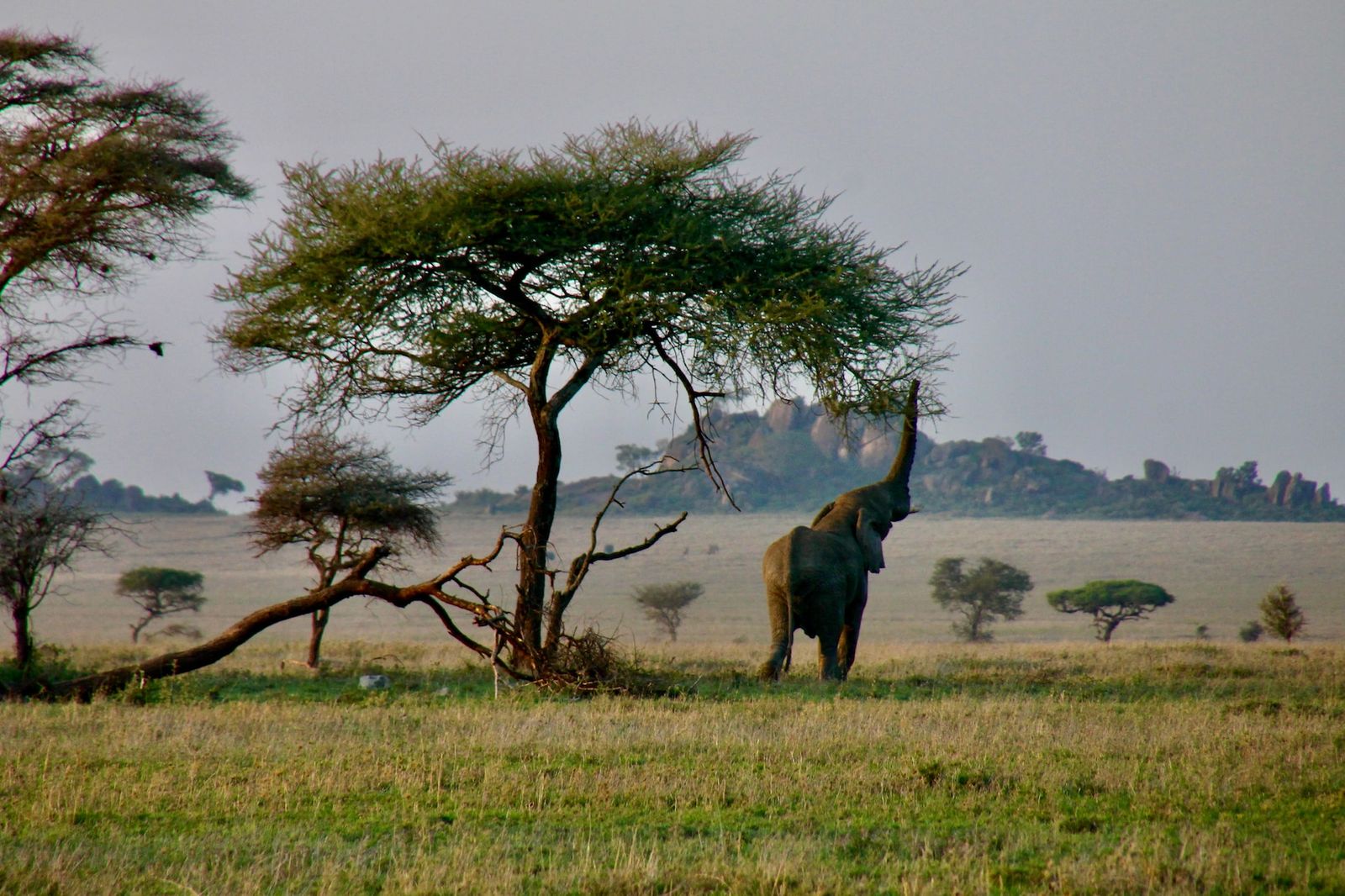 Serengeti i riskzon